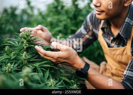 Nahaufnahme eines jungen Mannes auf einem Hanffeld, das Pflanzen und Blumen überprüft, Landwirtschaft. Cannabisgeschäft und Konzept der alternativen Medizin. Stockfoto