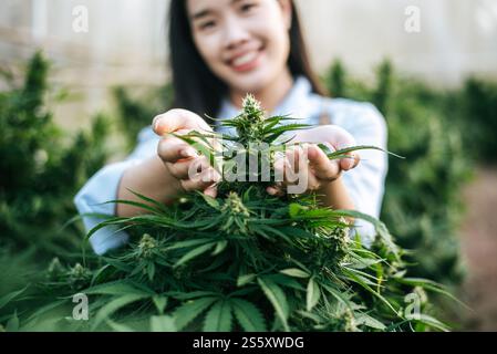 Nahaufnahme einer jungen Frau auf einem Hanffeld, die Pflanzen und Blumen überprüft, Landwirtschaft. Cannabisgeschäft und Konzept der alternativen Medizin. Stockfoto