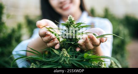 Nahaufnahme einer jungen Frau auf einem Hanffeld, die Pflanzen und Blumen überprüft, Landwirtschaft. Cannabisgeschäft und Konzept der alternativen Medizin. Stockfoto