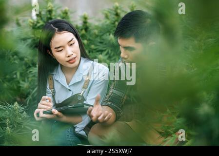 Porträt einer asiatischen Frau und eines Mannes Marihuana-Forscherin, die Marihuana-Cannabis-Plantage in der Cannabisfarm, Business Agricultural Cannabis, überprüft. Stockfoto