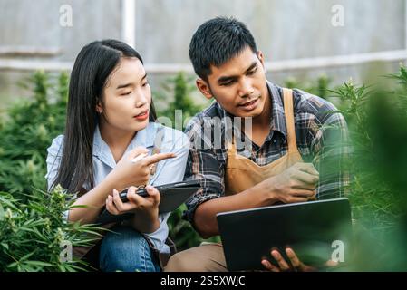 Porträt einer asiatischen Frau und eines Mannes Marihuana-Forscherin, die Marihuana-Cannabis-Plantage in der Cannabisfarm, Business Agricultural Cannabis, überprüft. Stockfoto