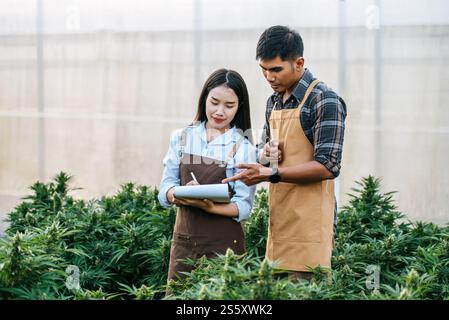 Porträt einer asiatischen Frau und eines Mannes Marihuana-Forscherin, die Marihuana-Cannabis-Plantage in der Cannabisfarm, Business Agricultural Cannabis, überprüft. Stockfoto
