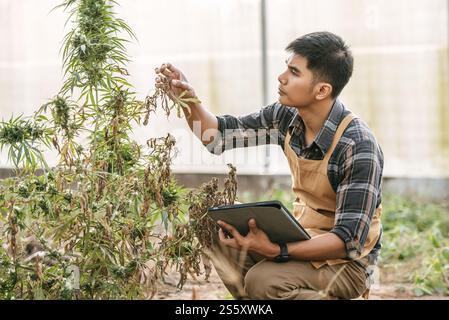 Porträt eines enttäuschten asiatischen Mannes Marihuana-Forscher, der Marihuana-Cannabis-Plantage in der Cannabisfarm, Business Agricultural Cannabis, überprüft. Stockfoto