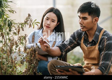 Enttäuschte asiatische Frau und Mann Marihuana-Forscherin, die Marihuana-Cannabis-Plantage in der Cannabisfarm, Business Agricultural Cannabis, überprüft. Stockfoto