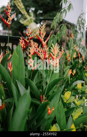 Nahaufnahme einer leuchtenden orangefarbenen Heliconia-Blume, auch bekannt als Hummerkralle, vor einem üppig grünen Hintergrund. Stockfoto