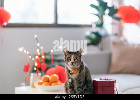 Cat bereitet chinesische Neujahrsfeiern zu Hause vor. Niedliche Hauskatze mit traditionellem Anhänger zum chinesischen Neujahrsfest Stockfoto