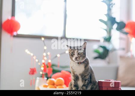 Cat bereitet chinesische Neujahrsfeiern zu Hause vor. Niedliche Hauskatze mit traditionellem Anhänger zum chinesischen Neujahrsfest Stockfoto