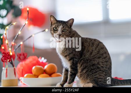 Cat bereitet chinesische Neujahrsfeiern zu Hause vor. Niedliche Hauskatze mit traditionellem Anhänger zum chinesischen Neujahrsfest Stockfoto