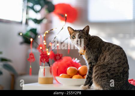 Cat bereitet chinesische Neujahrsfeiern zu Hause vor. Niedliche Hauskatze mit traditionellem Anhänger zum chinesischen Neujahrsfest Stockfoto