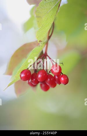 Beeren der Gelderrose, Viburnum opulus, auch bekannt als Wasserälteste, Schneeballbaum oder Schneeballbaum, wilde Pflanze aus Finnland Stockfoto