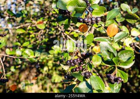 Reife schwarze Apfelbeere auf Baumzweig, die von untergehender Sonne beleuchtet wird Stockfoto