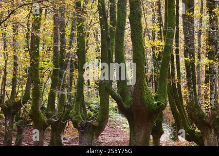 Buchenwald in Vizcaya. Hayedo Otzarreta, Gorbeia. Herbstlandschaft. Spanien Stockfoto