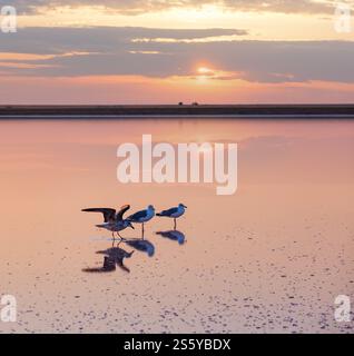 Möwenvögel am Sonnenuntergang Genichesk rosa extrem salzigen See (gefärbt von Mikroalgen mit kristallinen Salzabfall), Ukraine. Stockfoto