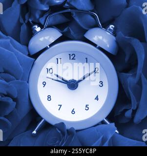 Kleiner süßer Wecker, umgeben von Rosenköpfen. Romantische Szene und Zeit für Liebe Konzept. Phantom Classic Blau. Kleiner süßer Wecker Stockfoto