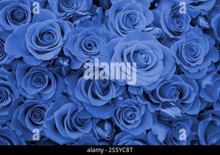 Nahaufnahme von hellen, frisch geschnittenen, großen Rosen. Phantom Classic Blau. Nahaufnahme mit einem Haufen frischer, schöner Rosen. Phantom Stockfoto
