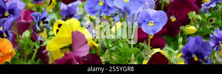 Mehrfarbige Stiefmütterchen als Hintergrund oder Karte. Feld von bunten Stiefmütterchen mit weißen gelben und violetten Stiefmütterchen auf Blumenbeet Stockfoto