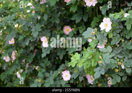 Rosa canina oder Hunderose. Variabel kletternde Wildrosenarten mit hellrosa Blüten. Rosa Canina oder Hunderosen blühen im Freien unter Tageslicht Stockfoto