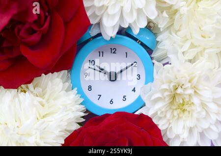 Kleiner süßer blauer Wecker, umgeben von roten Rosen und Chrysanthemen-Köpfen. Romantische Szene und Zeit für Liebe Konzept. Kleiner süßer blauer Wecker Stockfoto