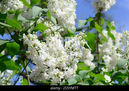 Zweige von weißem Flieder und grünen Blättern. Hintergrund mit wunderschönem blühenden Fliederzweig. Zweige von weißem Flieder und grünen Blättern. Blühend Stockfoto
