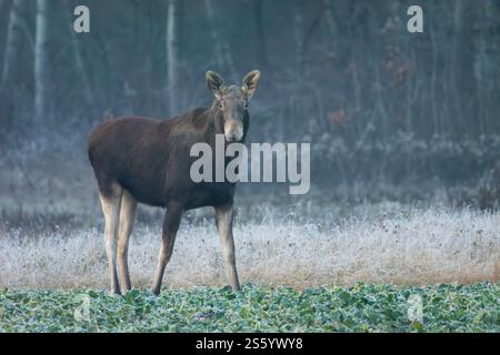 Ein Elch, der an einem Dezembertag in Ostpolen auf einem Rapsfeld steht Stockfoto