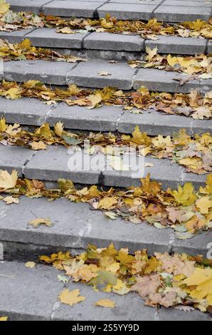 Alte konkrete Schritte, mit einer Menge Vergilbung gefallenen Blätter im Herbst gestreut Stockfoto