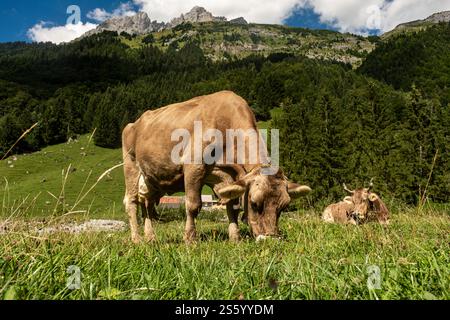 Kühe Weide in den Alpen. Kühe auf Almwiesen in der Schweiz. Kuhweidegras. Kuhweide grüne Almwiesen. Kuh weidet auf grünem Feld. Kühe in A Stockfoto