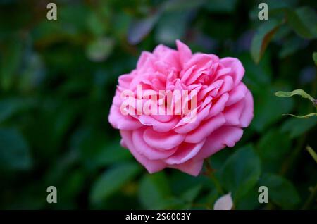 Korallenrosenblume auf dunkelgrünem, verschwommenem Hintergrund. Garden Rose Rosa hybrida. Korallenrosenblume auf dunkelgrünem, verschwommenem Hintergrund Stockfoto