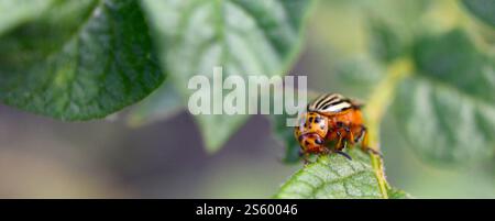 Kartoffelkäfer aus Colorado krabbelt auf Kartoffelblättern. Der Zehnstreifenbohne, der Zehnstreifenkäfer oder Kartoffelkäfer, ist ein großer Schädling der Kartoffelkulturen. Stockfoto
