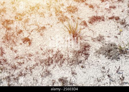 Kalksteinbruch im Kreidebergbau. Tagebaukreide mit trockenen grünen Büschen in Hügeln. Hintergrundbild mit weißer Steintextur Stockfoto