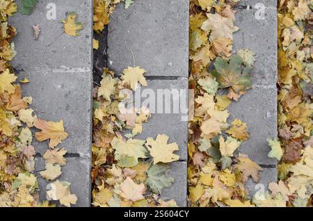 Alte konkrete Schritte, mit einer Menge Vergilbung gefallenen Blätter im Herbst gestreut Stockfoto