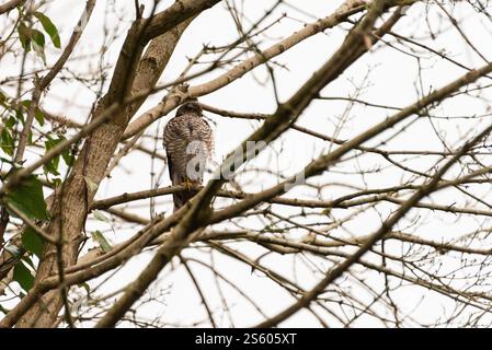 Ein sparrowhawk (Accipiter nisus), der auf einem Zweig eines Baumes thront Stockfoto