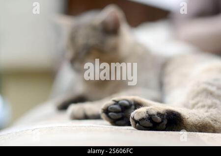 Traurige Tabbykatze, die draußen auf einem weichen Sofa liegt und mit fokussierter Pfote im Vordergrund und Fang im Unschärfe liegt. Traurige Tabby-Katze, die auf einem weichen Sofa liegt Stockfoto