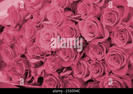 Nahaufnahme von hellen, frisch geschnittenen, großen Rosen. Das Bild wurde in Viva Magenta getönt, Farbe des 2023. Jahres. Nahaufnahme von einem Haufen frischer Stockfoto
