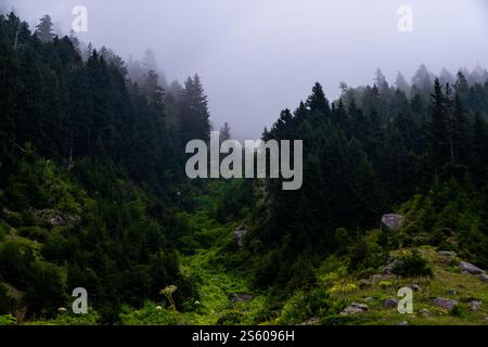 Blick auf die majestätischen Kakar-Berge von Çamlıhemşin, mit üppigen grünen Wäldern und mehrschichtigen Bergkämmen bei weichem Tageslicht. Stockfoto