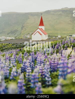 Vikurkirkja Kirche mit Blick auf Lupinenfelder und Reynisdrangar in Vik, Island Stockfoto