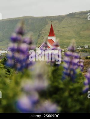 Vikurkirkja Kirche mit Blick auf Lupinenfelder und Reynisdrangar in Vik, Island Stockfoto
