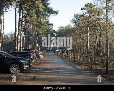 Der Kiefernwald in Formby Freshfield, verwaltet vom National Trust Stockfoto