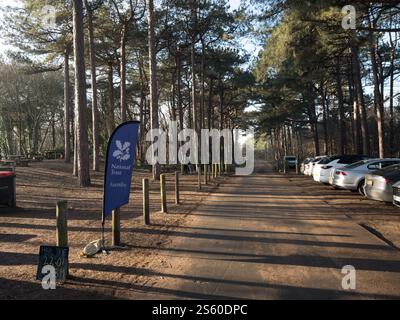 Der Kiefernwald in Formby Freshfield, verwaltet vom National Trust Stockfoto