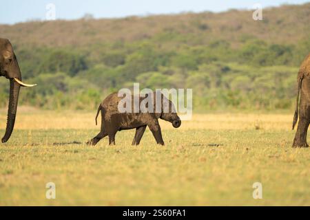 Elefantenbaby, Loxodonta africana, folgt der Mutter hintereinander. Hinter dem Elefantenkalb geht ein weiteres erwachsenes Tier. Hwange-Nationalpark, Simbabwe, Afrika Stockfoto