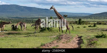 Eine Giraffen-Herde weidet in der wilden Savanne Stockfoto