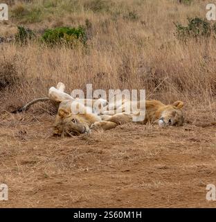 Zwei Löwen, die sich in der Sonne sonnen Stockfoto