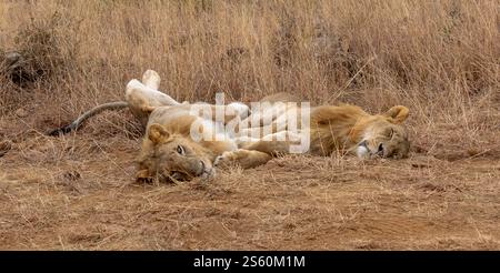 Zwei Löwen, die sich in der Sonne sonnen Stockfoto