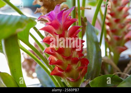 Nahaufnahme der rosafarbenen siam-Tulpenblüte in Topfpflanzen Stockfoto