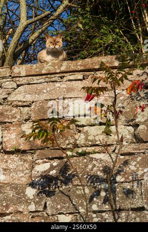 Kelso, Schottland: Vom Cobby River Walk aus gesehen unterhalb der Häuser und Gärten, die höher auf Chalkheugh liegen. Eine Katze schaut über die Wand. Stockfoto