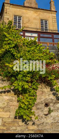 Kelso, Schottland: Vom Cobby River Walk aus gesehen unterhalb der Häuser und Gärten, die höher auf Chalkheugh liegen. Nachlaufende Rebe. Stockfoto