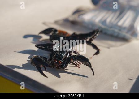 Nahaufnahme eines schwarzen Skorpions auf einer hellen Oberfläche in einem Marktumfeld Stockfoto