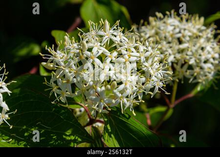 Cornus sanguinea rote Hundepflanze mit Blüte und vollem Blatt. Cornus drummondii, mit winzigen weißen Blüten. Blühender Sträucher der Cornus-Kontroverse in der spr Stockfoto