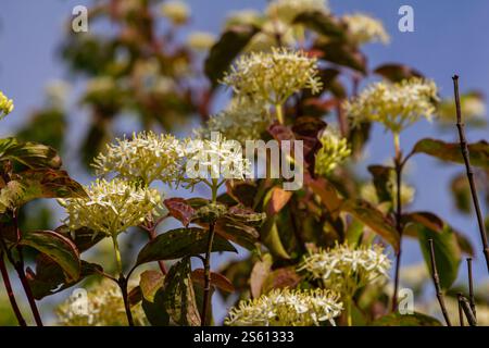 Cornus sanguinea rote Hundepflanze mit Blüte und vollem Blatt. Cornus drummondii, mit winzigen weißen Blüten. Blühender Sträucher der Cornus-Kontroverse in der spr Stockfoto