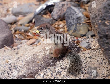 Barbary Ground Eichhörnchen Atlantoxerus getulus, Pueto Del Rosario, Fuerteventure, Kanarische Inseln, Spanien. Stockfoto