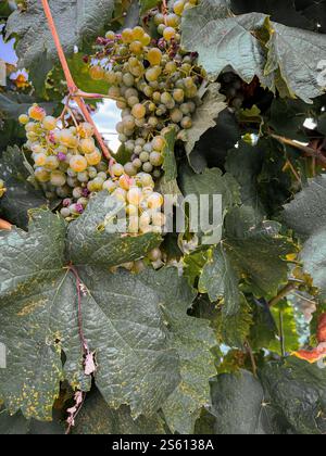 Sunset Vineyard Elegance: Weingläser Inmitten Üppiger Weinreben Stockfoto